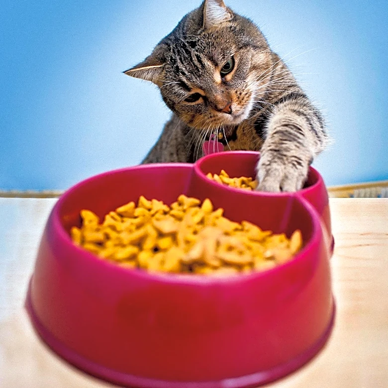 What Every Cat Owner Should Know About Feline Nutrition