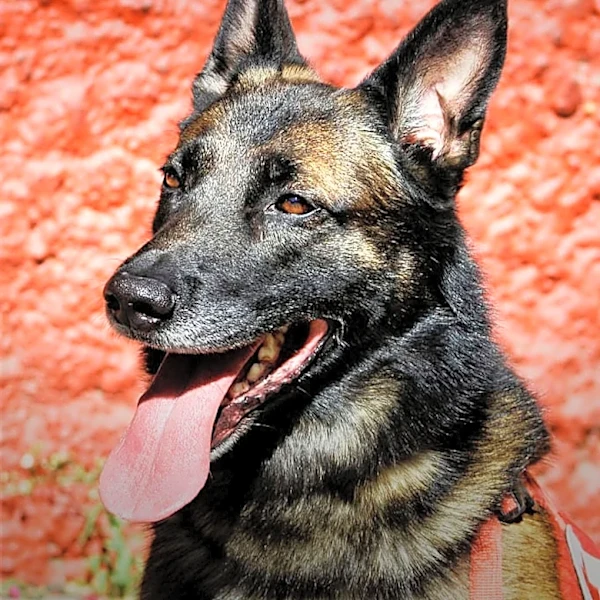 What makes Schutzhund a Rigorous Working Dog