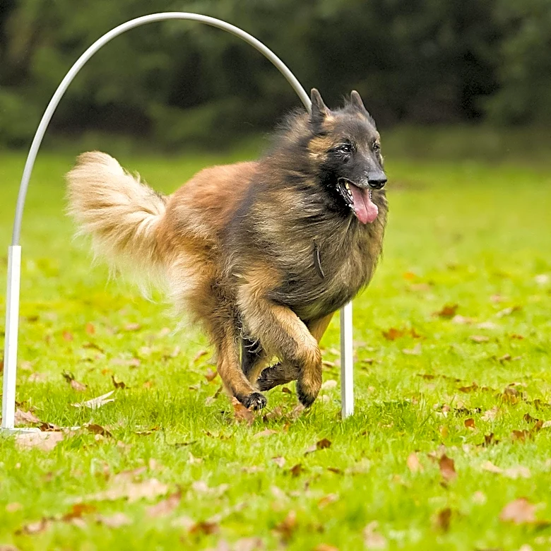 The World of Dog Agility Explained