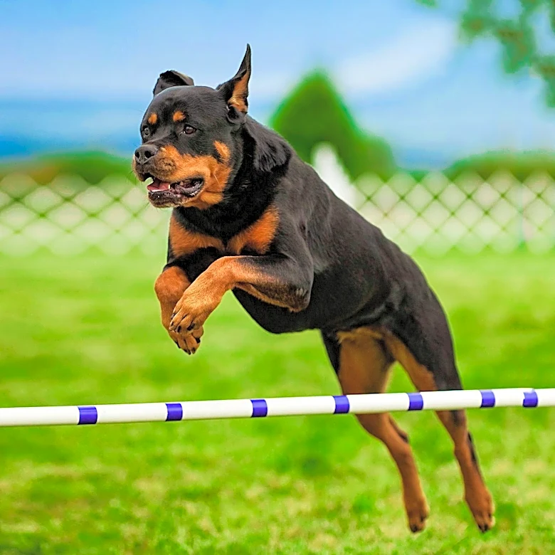 How Does Bonding Aid Dog Sport Participation