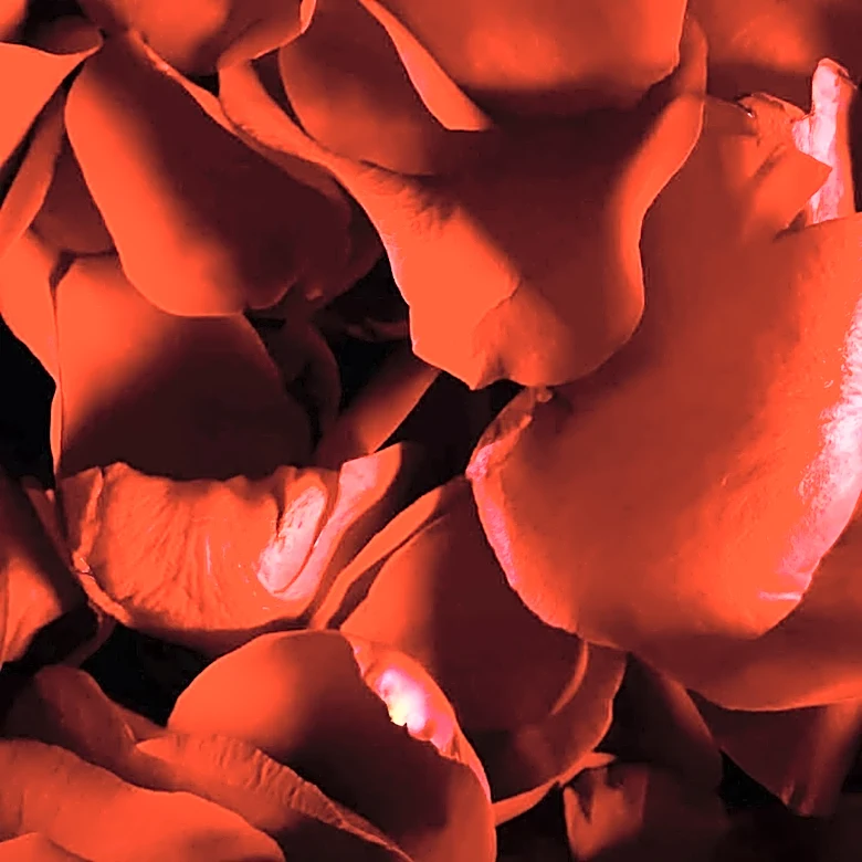 Around 20 Directors Were Considered Before Mendes Landed American Beauty