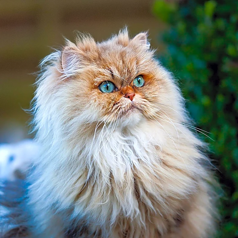 How Persian and Siamese Cats Were Combined to Create the Himalayan