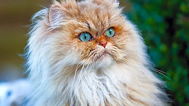 How Persian and Siamese Cats Were Combined to Create the Himalayan