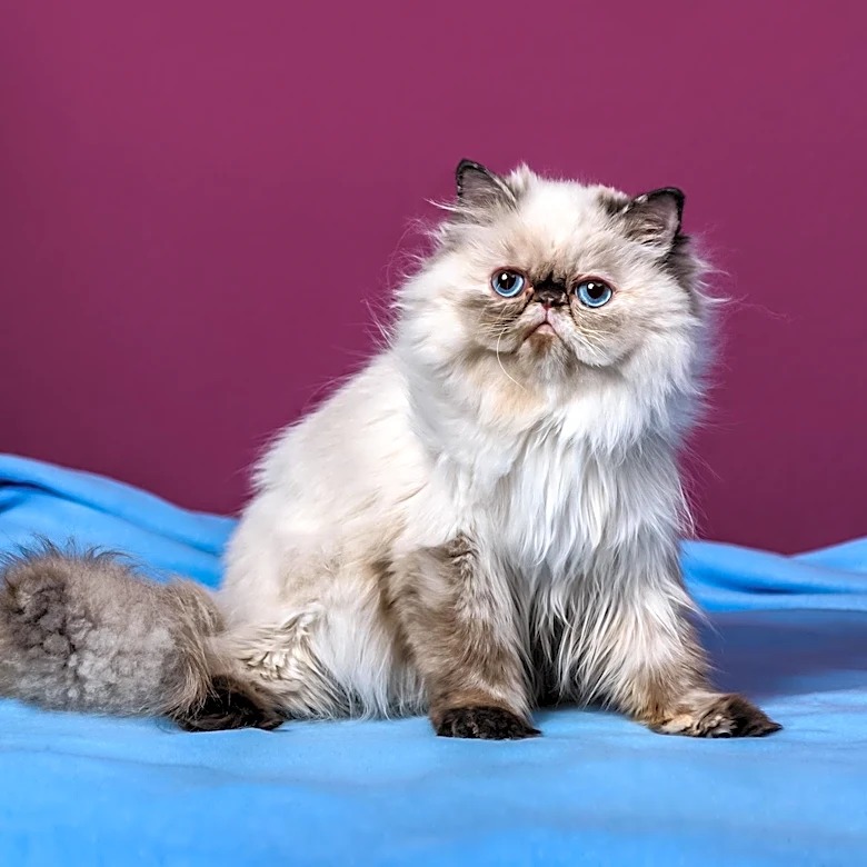 What Makes Himalayan Cats Look So Different From Other Breeds?