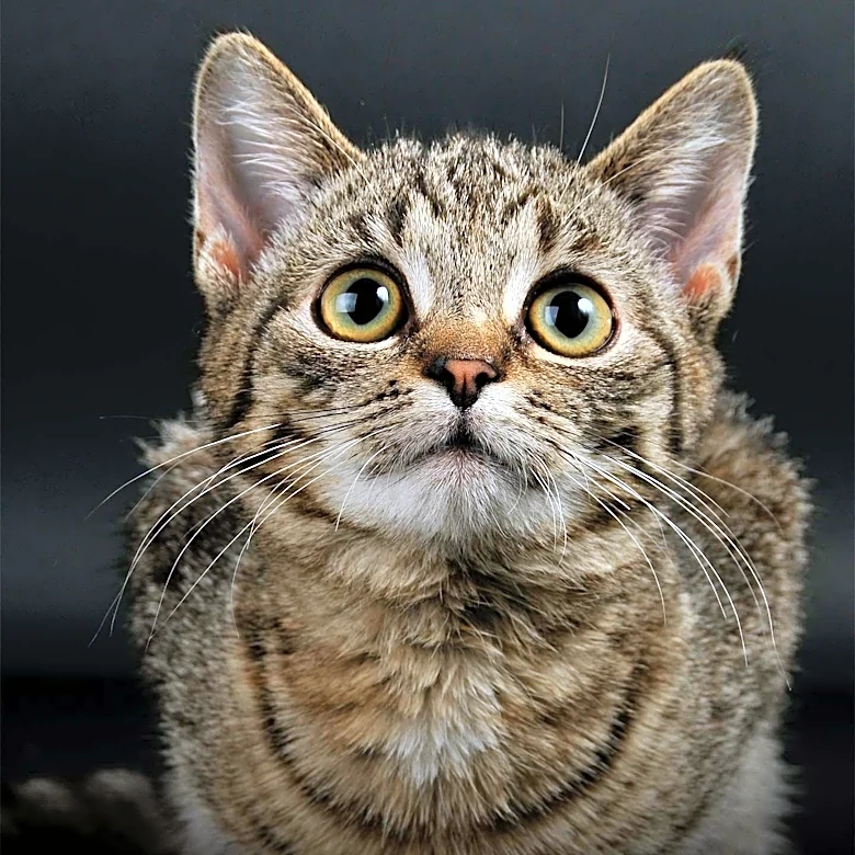 Why Cornish Rex Cats Need a Different Kind of Care