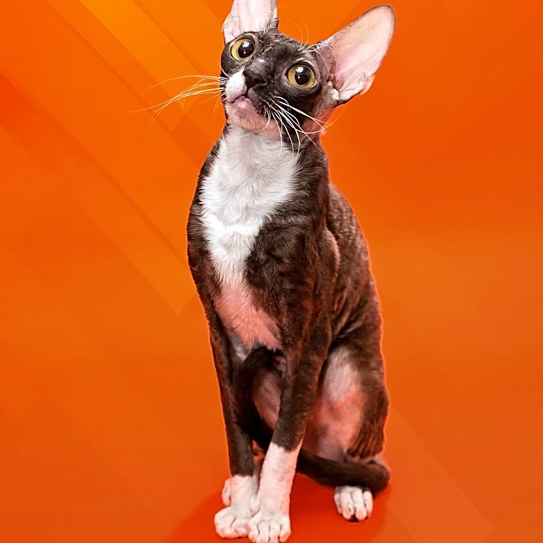 Why Does the Cornish Rex Have Such Unusually Curly Fur?