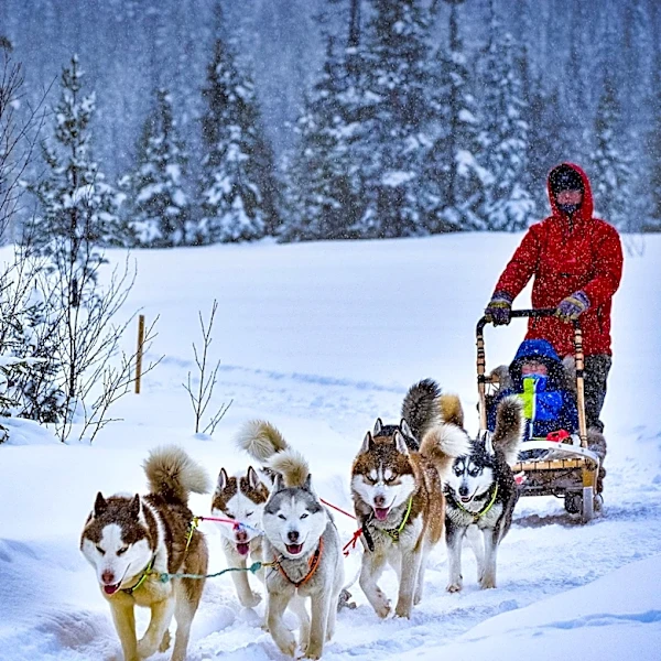 The History and Design of Dog Sleds Explored