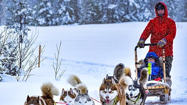 The History and Design of Dog Sleds Explored