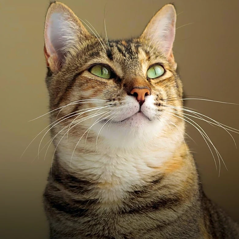 How Long Does It Take a Savannah Cat to Reach Its Full Size?