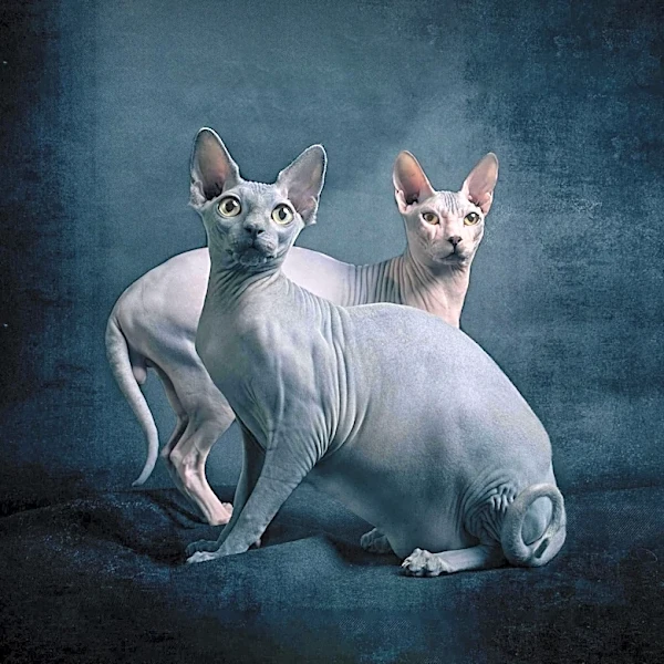 Why Some Peterbald Cats Lose Their Hair as They Grow