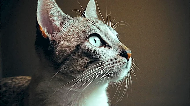 What Makes the Pixie-bob Such an Unusual Domestic Cat?