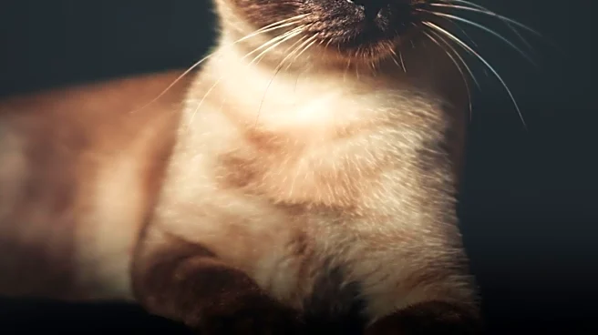 Why Do Tonkinese Cats Have Such Striking Aquamarine Eyes?