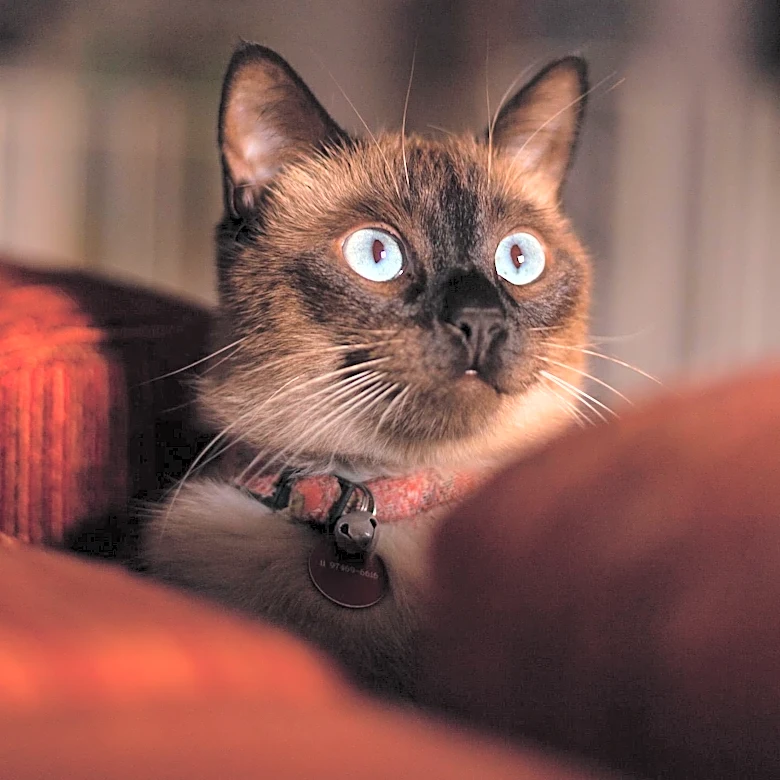 The Surprising History Behind the Tonkinese Cat