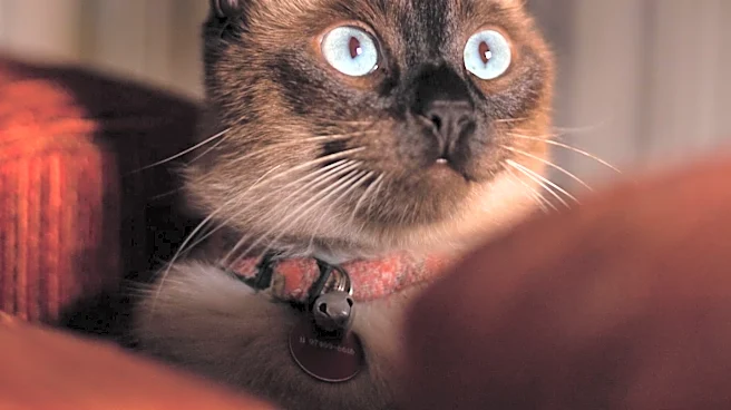 The Surprising History Behind the Tonkinese Cat