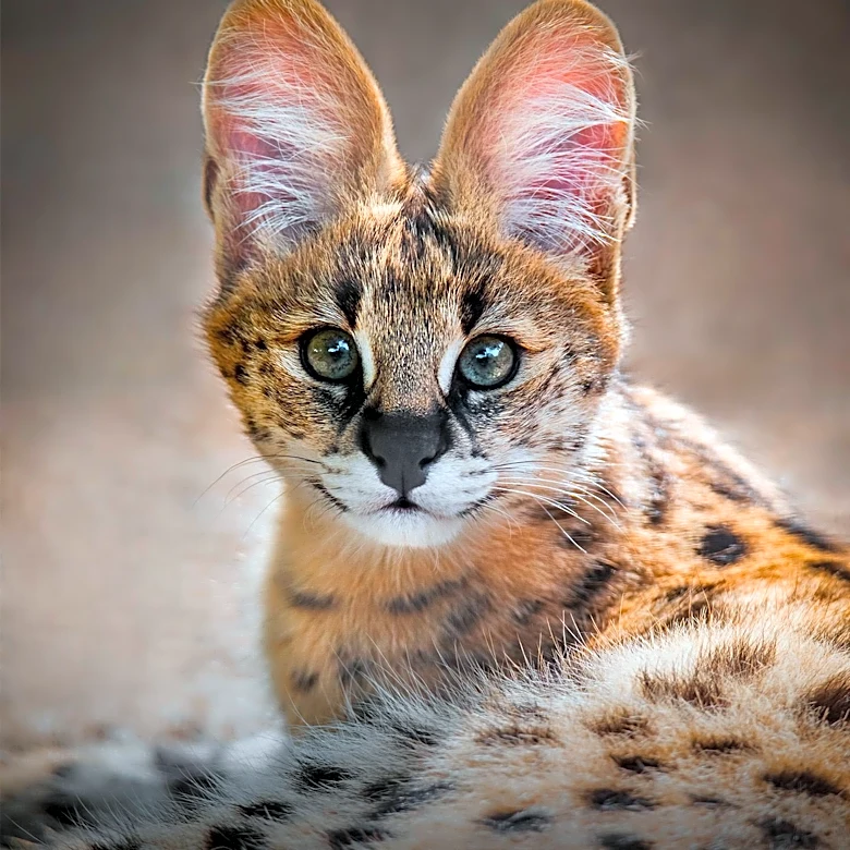 What Makes the Egyptian Mau One of the World's Most Distinctive Cats?