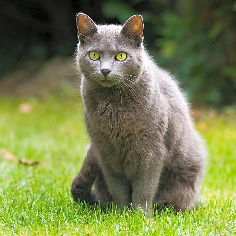 Why Is the Chartreux Cat Known for Its Smile?