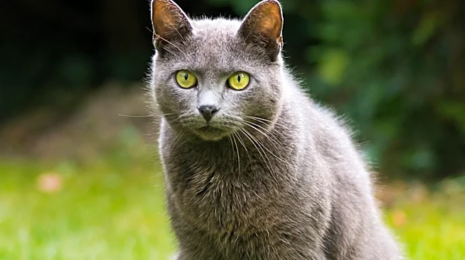 Why Is the Chartreux Cat Known for Its Smile?