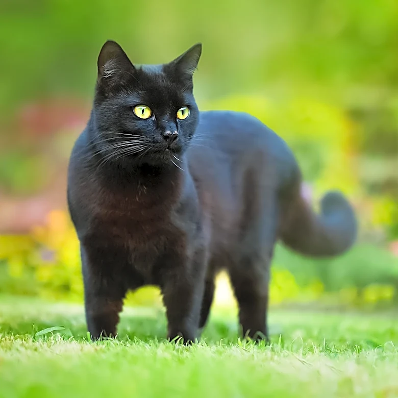 Why Is the Bombay Cat Still So Rare?