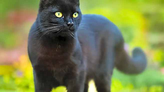 Why Is the Bombay Cat Still So Rare?