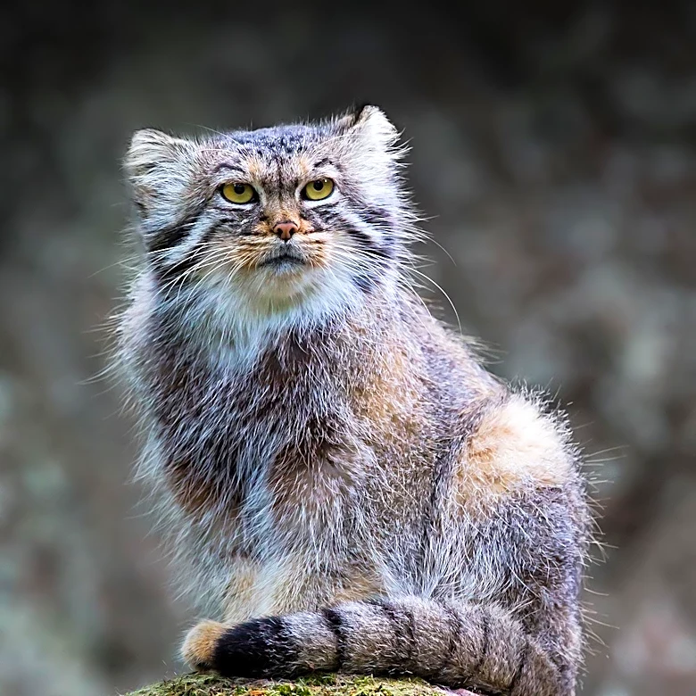 Why the Lykoi Cat Looks Like a Tiny Werewolf