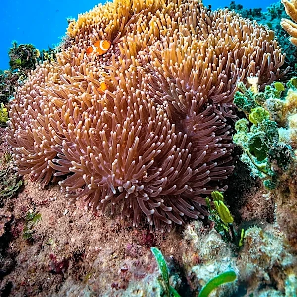 The Amazing Partnership That Helps Clownfish Survive