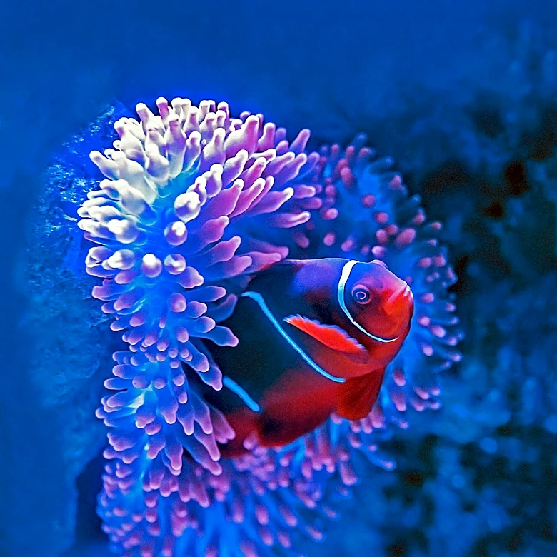 Why Can Clownfish Change From Male to Female?