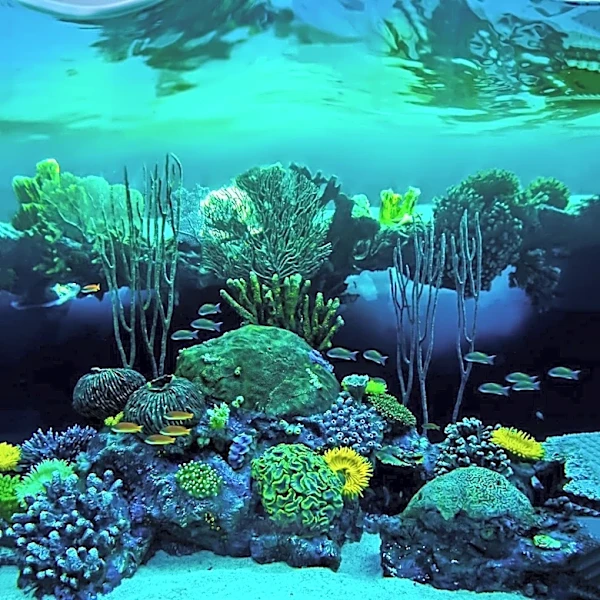 How did the Navel Bacteria Reveal a Unique Ecosystem