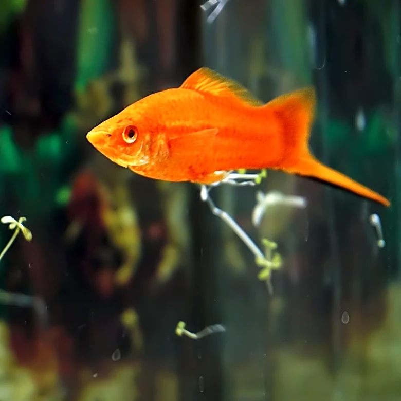 What are the Best Ways to Care for a Platy Fish