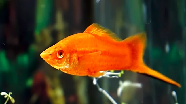 What are the Best Ways to Care for a Platy Fish