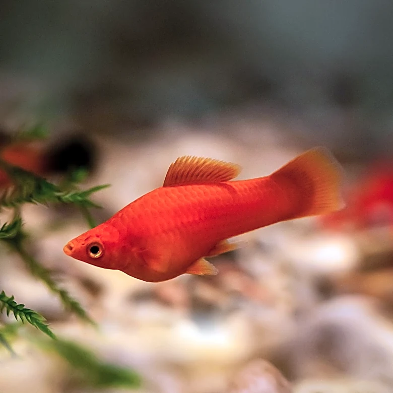 Why These Tiny Aquarium Fish Can Have Dozens of Babies at Once