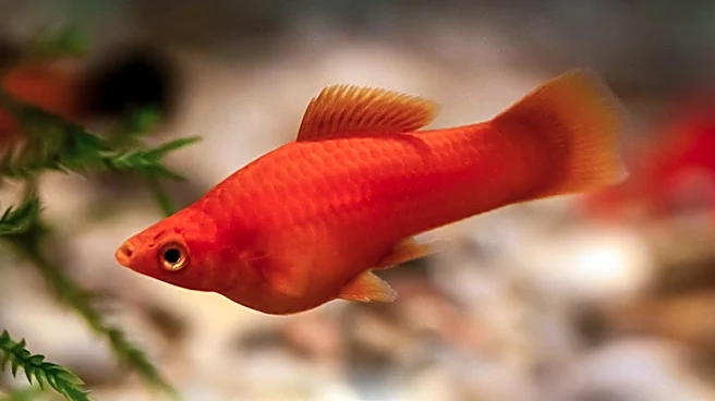 Why These Tiny Aquarium Fish Can Have Dozens of Babies at Once