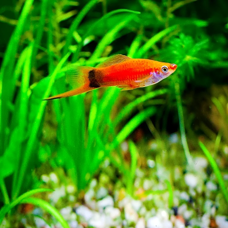 How Habitat Loss Is Threatening Some Swordtail Fish