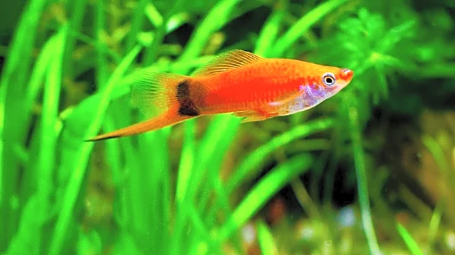 How Habitat Loss Is Threatening Some Swordtail Fish