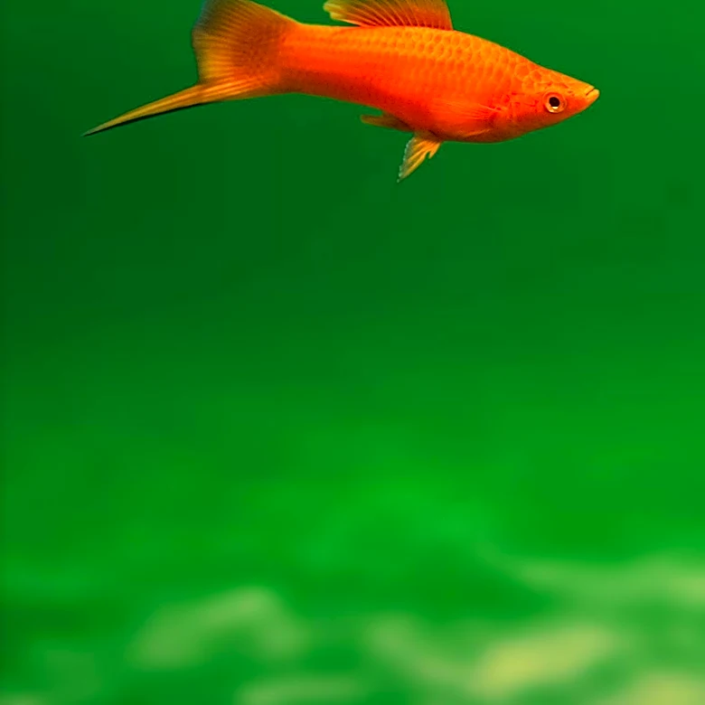 How the Pygmy Swordtail Lost Its Famous Sword