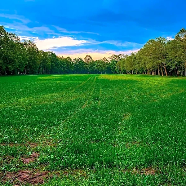 Freeman's Farm Weakened Burgoyne Before the Decisive Battle of Bemis Heights