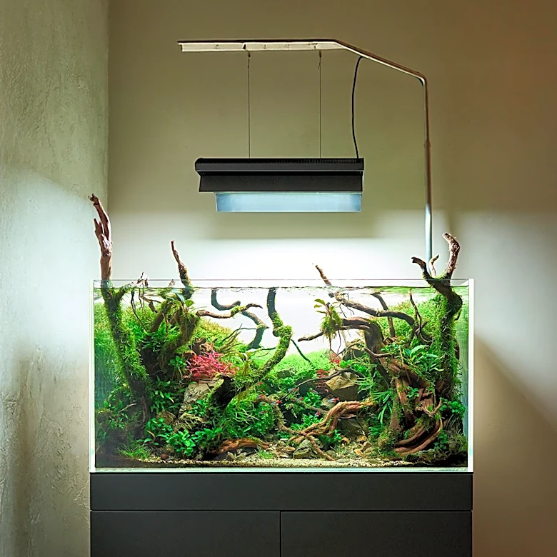 How Biological Filtration Helps Keep Aquarium Ecosystems Stable