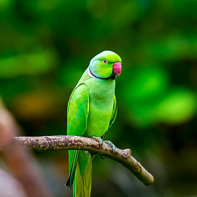 Why Rose-Ringed Parakeets Thrive in So Many Environments