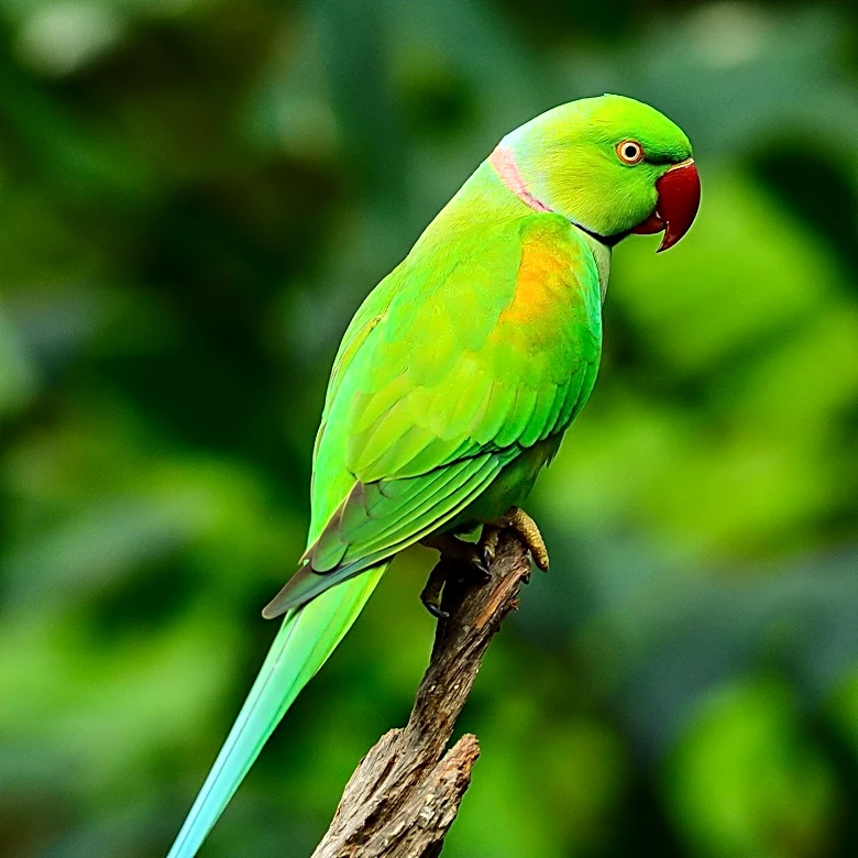 Ancient Romans Kept African Rose-Ringed Parakeets as Companion Birds
