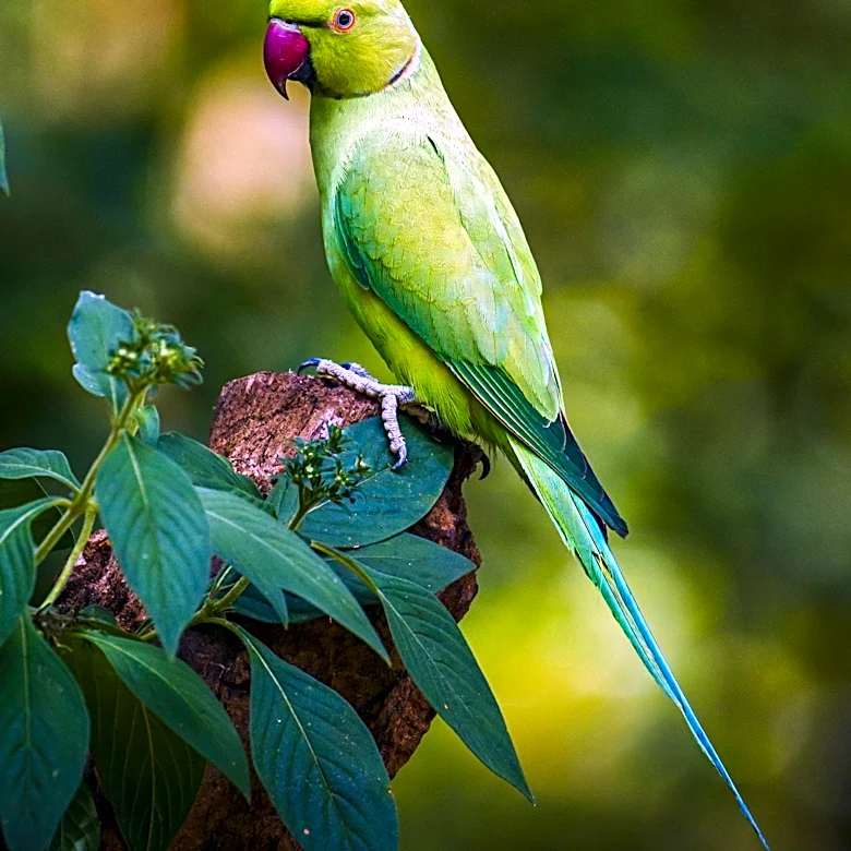 How Did Rose-Ringed Parakeets Spread From Their Native Home to Cities Worldwide?