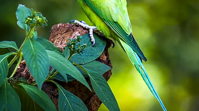 How Did Rose-Ringed Parakeets Spread From Their Native Home to Cities Worldwide?