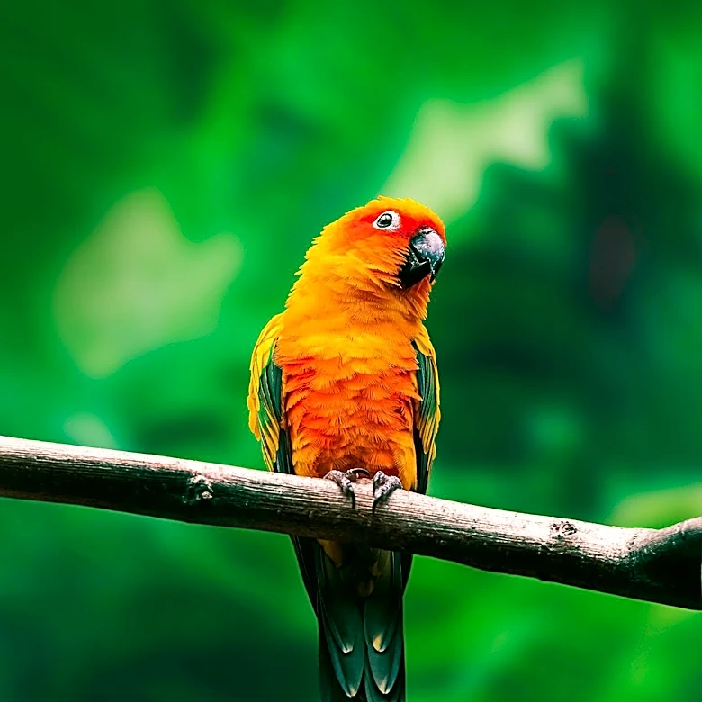 The Extinct Carolina Parakeet Was a Conure Native to the United States