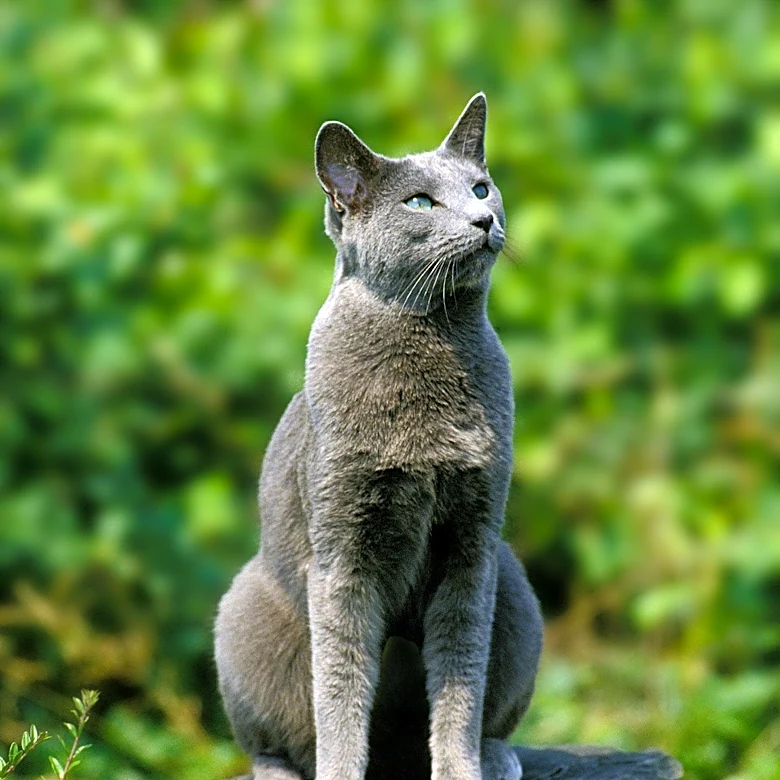 What Makes the Korat Cat’s Genetics So Unusual?