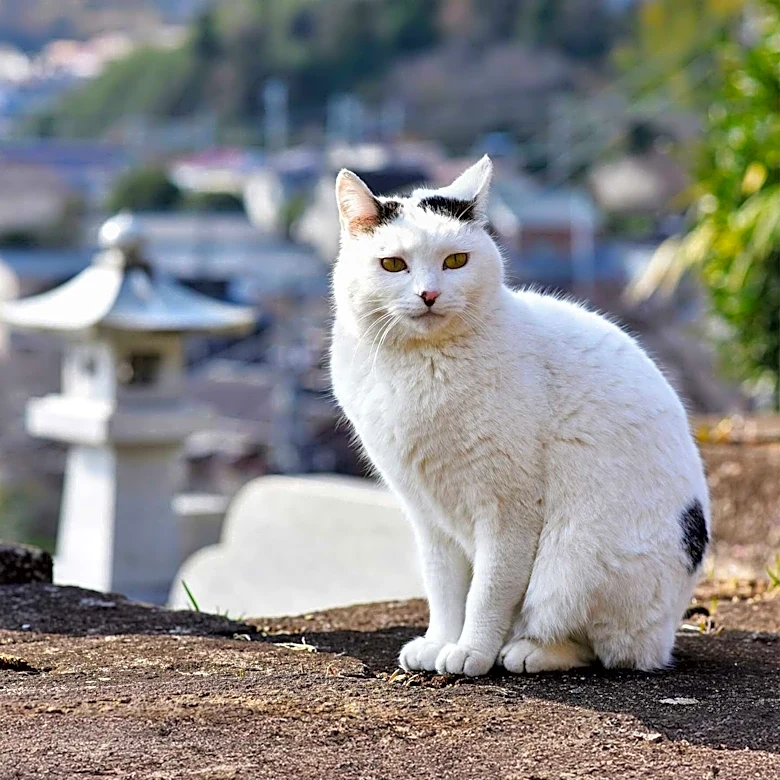 Why This Japanese Cat Has a Tail That Looks More Like a Rabbit's