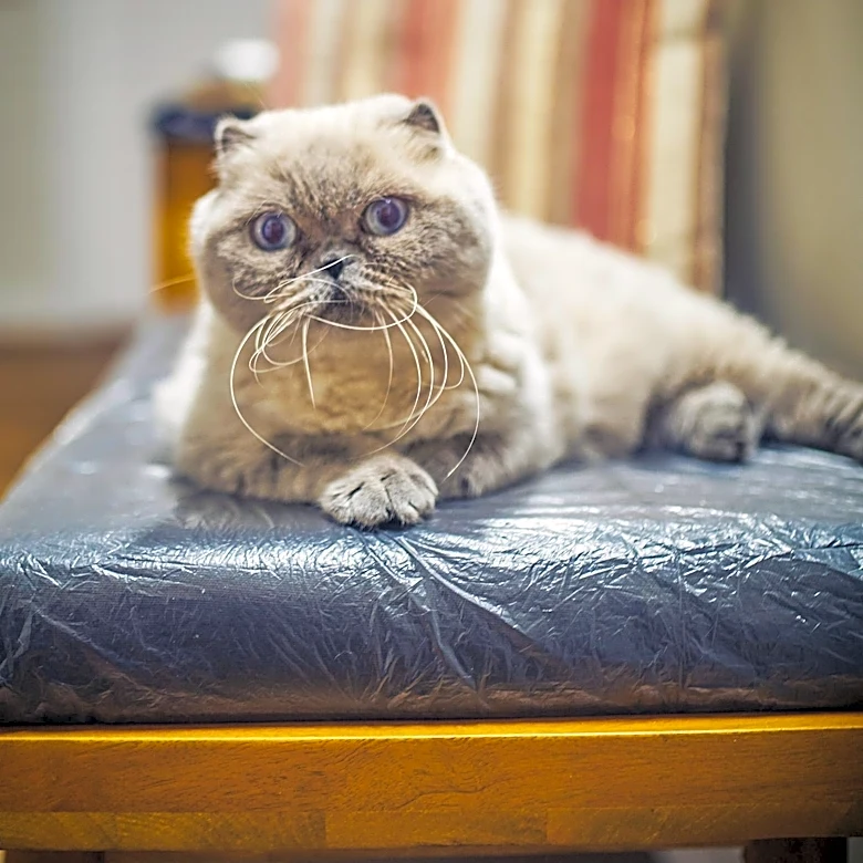 Why Did a Controversial Breeding Experiment Become an Official Cat Breed?