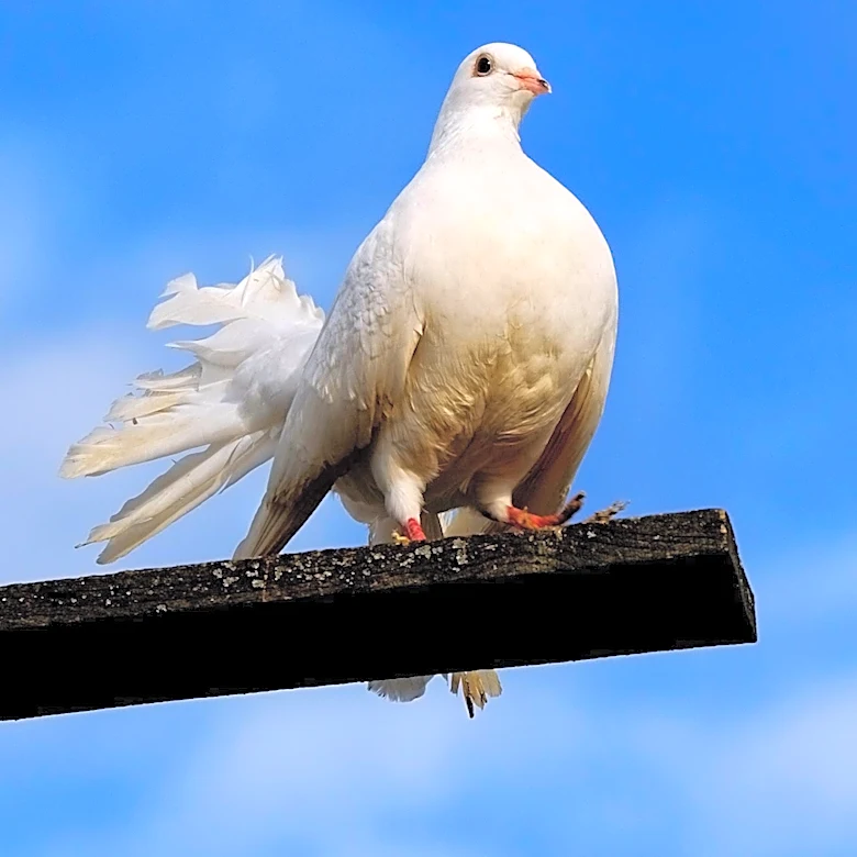 Modern Pigeon Racing Took Shape in Belgium During the 19th Century