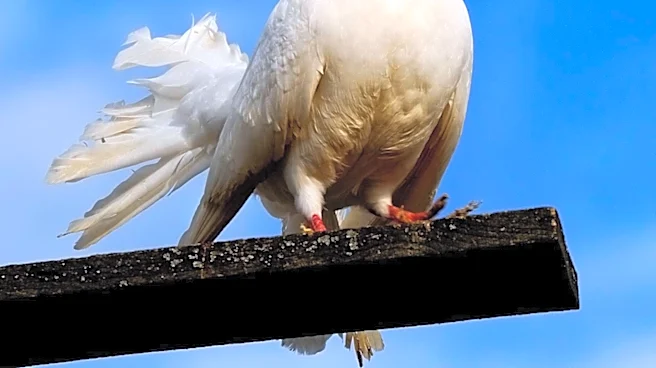 Modern Pigeon Racing Took Shape in Belgium During the 19th Century