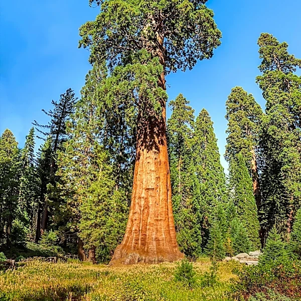 Sequoia National Park Still Preserves Traces of Centuries of Indigenous History