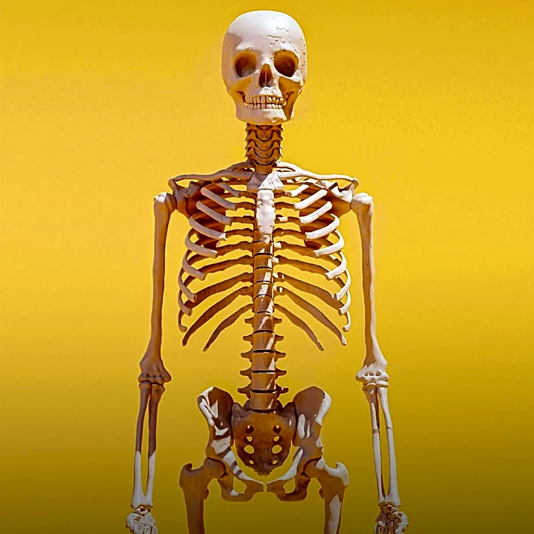 What Makes the Vastus Lateralis Such a Powerful Leg Muscle?