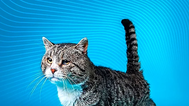 The History of the American Bobtail Explained