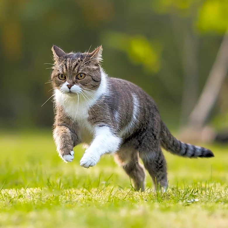 The American Bobtail Cat Breed Profile Explored